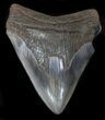 Uniquely Colored Megalodon Tooth - Serrated #34361-1